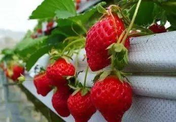 娱乐吃瓜酱草莓发卡