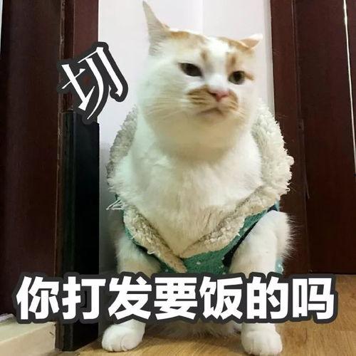 哭丧脸的猫表情包